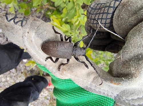 Weaver beetle