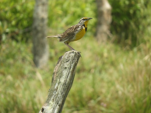 Eastern Meadowlark
