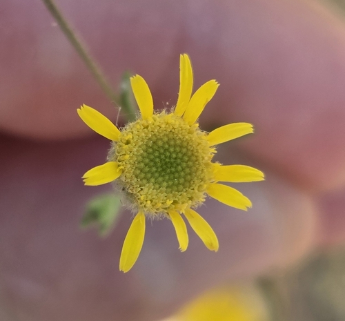 Spanish False Fleabane