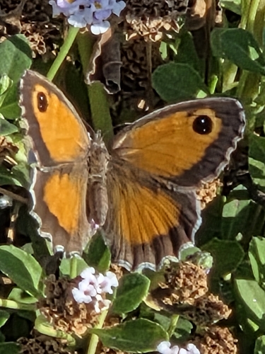 Southern Gatekeeper