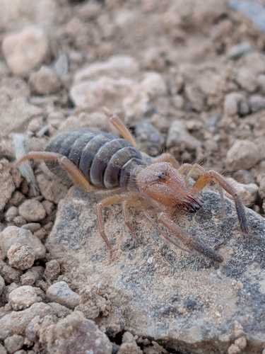 Iberian Solifugid