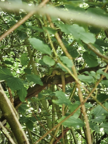 Green Lizard