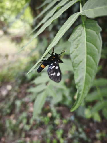 Nine-spotted Moth