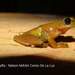 Greater Bromeliad Tree Frog - Photo (c) Nelson Martin Ceron De La Luz, all rights reserved, uploaded by Nelson Martin Ceron De La Luz