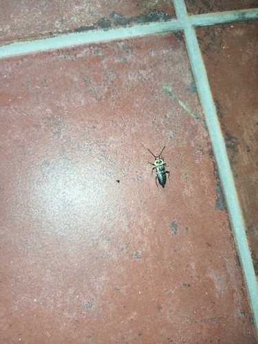 House Longhorn