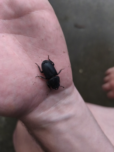 Lesser Stag Beetle