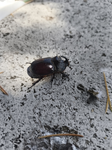 Iberian rhinoceros beetle