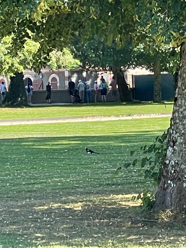 Eurasian Magpie