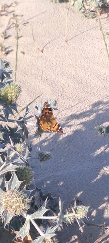 Painted Lady