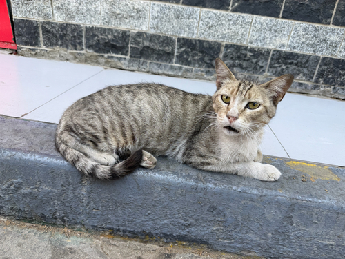 Domestic Cat