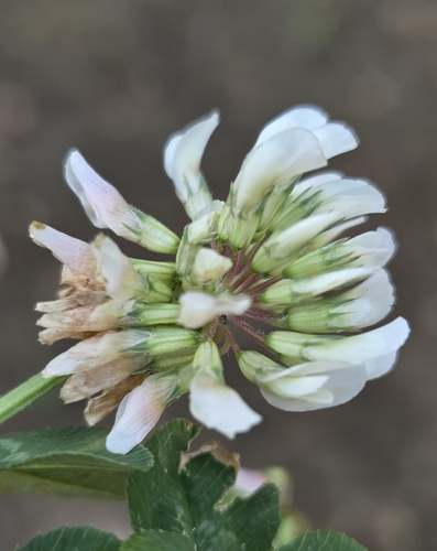white clover