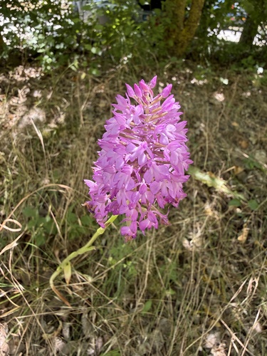 pyramidal orchid