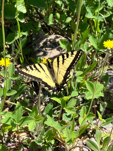 Canadian Tiger Swallowtail