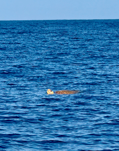 Loggerhead Sea Turtle