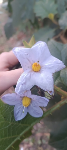 Solanum hexandrum