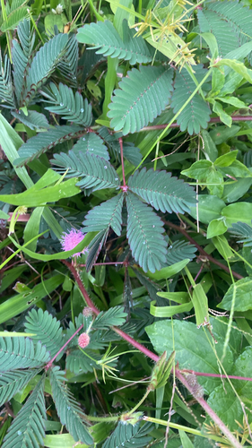 Sensitive Plant
