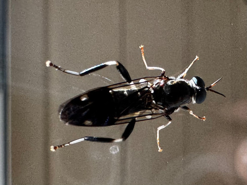 Garden soldier fly