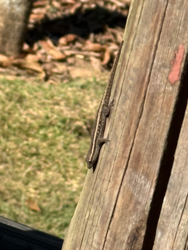 Common Dwarf Gecko