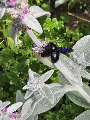 Xylocopa
