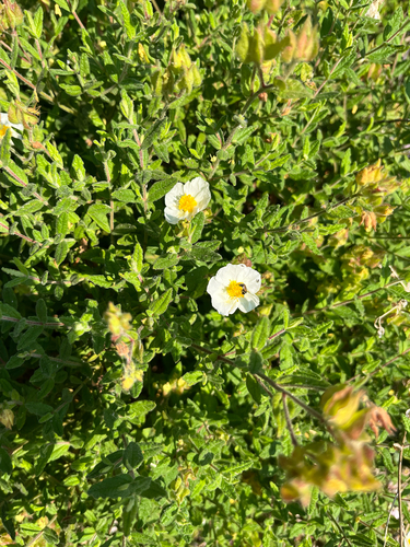 Cistus inflatus