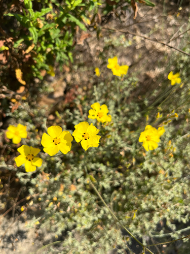 Basil-leaved Rockrose