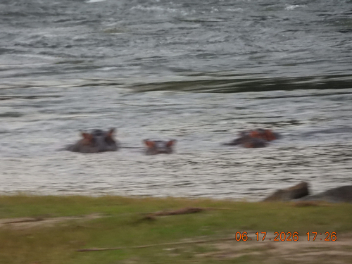 Common Hippopotamus