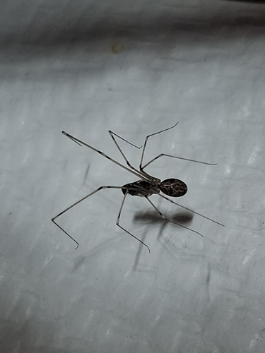Marbled Cellar Spider