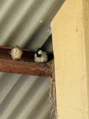 House Sparrow