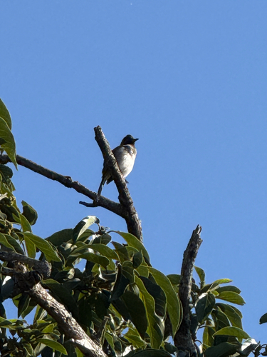 Common Bulbul