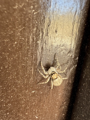 Half-edged Wall Jumping Spider