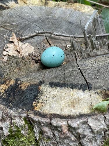 Song Thrush