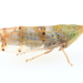 Japanese Maple Leafhopper - Photo (c) Graham Montgomery, all rights reserved, uploaded by Graham Montgomery