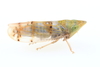 Japanese Maple Leafhopper - Photo (c) Graham Montgomery, all rights reserved, uploaded by Graham Montgomery