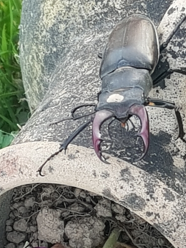 European Stag Beetle