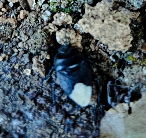 Black burrowing bug