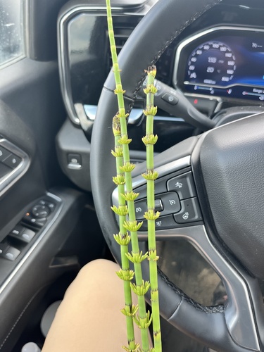 water horsetail