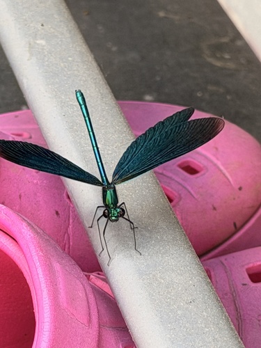 Beautiful Demoiselle