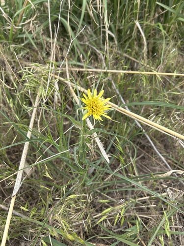 Yellow Salsify