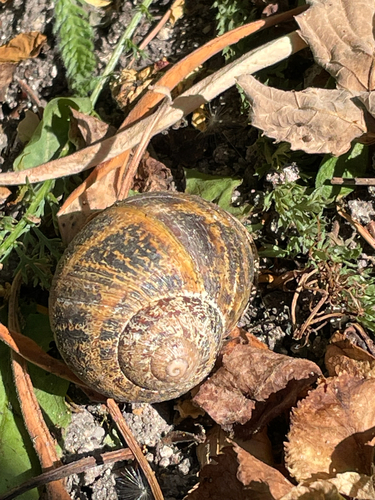 Garden Snail