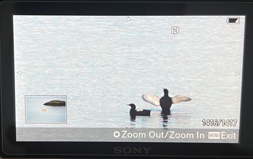 Black Guillemot