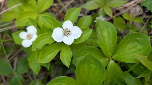 Canadian bunchberry
