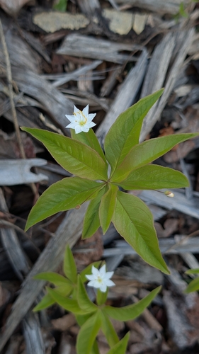 northern starflower