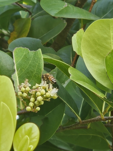 Western Honey Bee