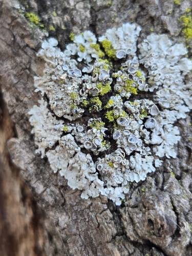 Physcia aipolioides