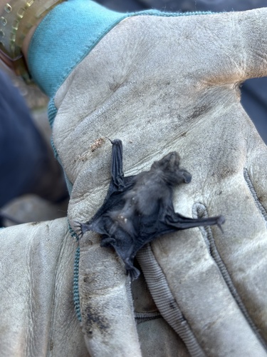 iNaturalist observation photo of Vespertilionoid Bats
