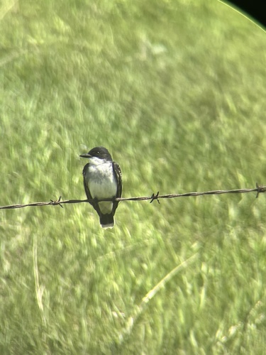 Eastern Kingbird