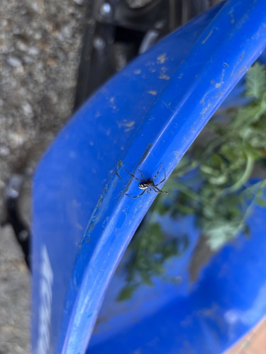 Western Black Widow
