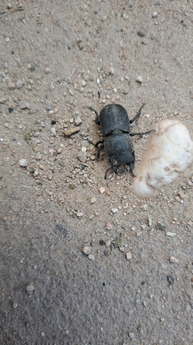 Lesser Stag Beetle