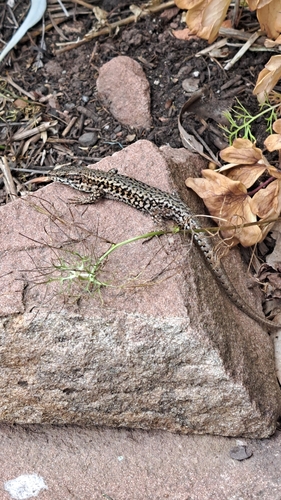 Common Wall Lizard