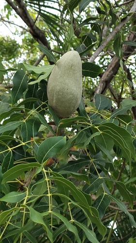 Honduras Mahogany (Swietenia humilis)